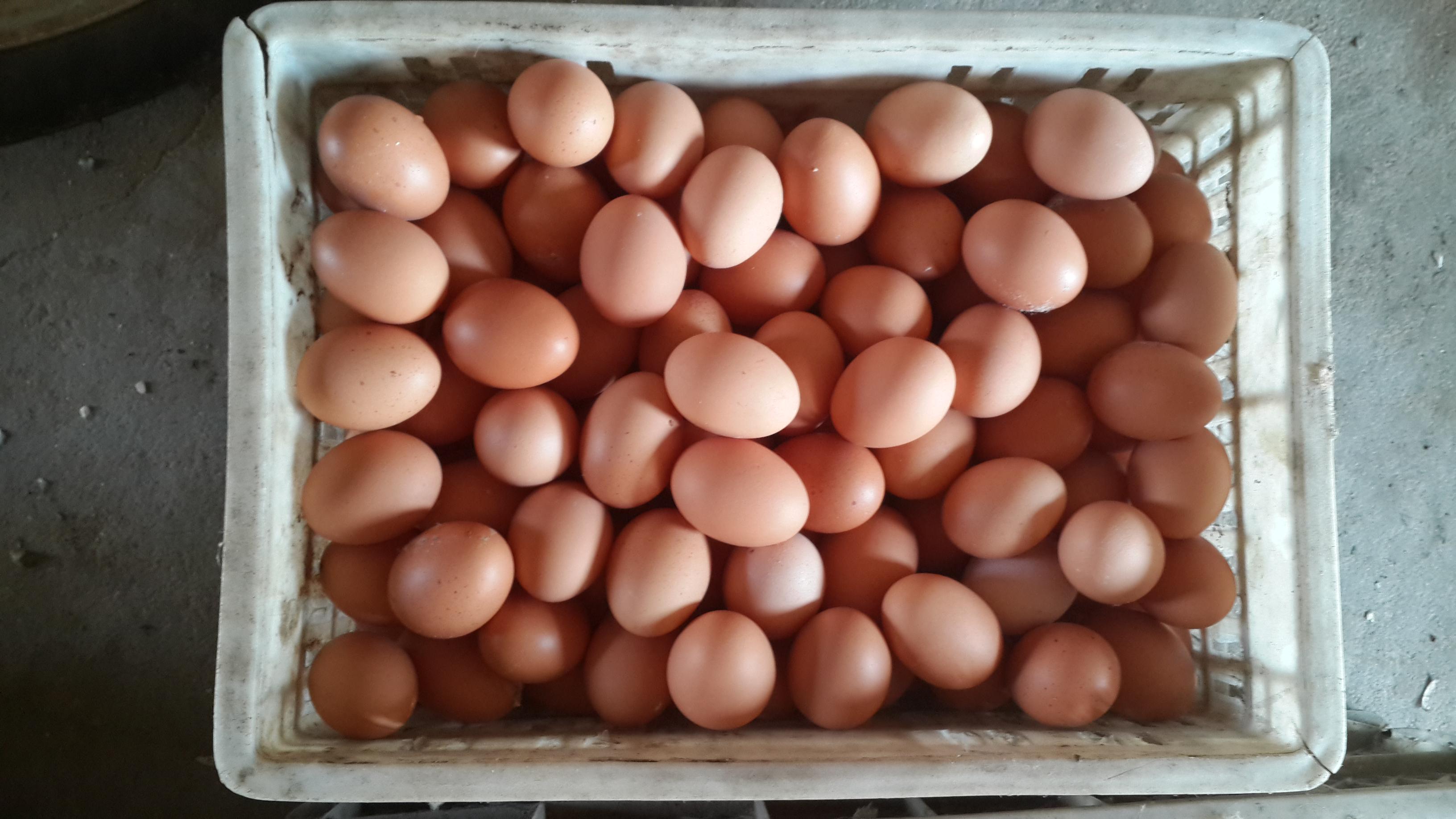 平博·(pinnacle)官方网站